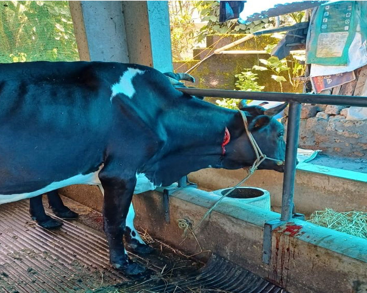 പശുവിനെ വെട്ടിക്കൊലപ്പെടുത്തി അയൽവാസി, ക്ഷീരകർഷകയ്ക്കും വെട്ടേറ്റു