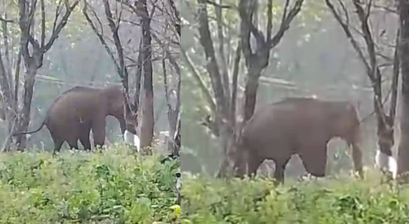 അതിരപ്പിള്ളിയിലെ കാട്ടാനയ്ക്ക് ചികിത്സ നൽകി; മസ്തകത്തിൽ മരുന്ന് വെച്ച് വിട്ടയച്ചു